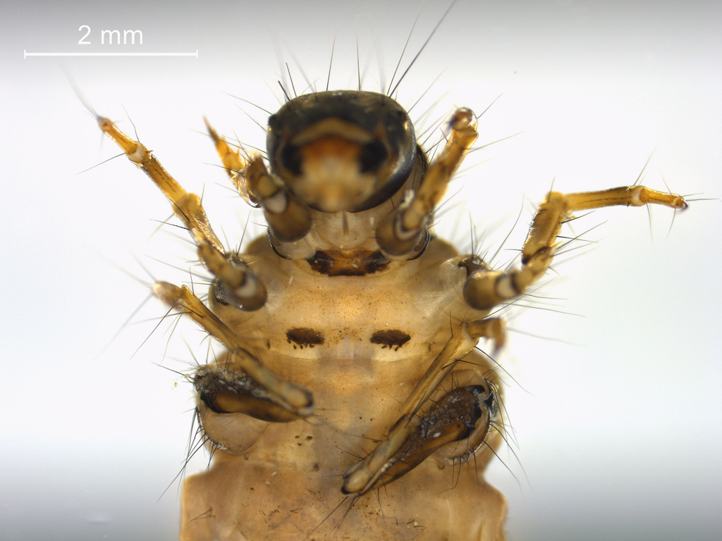 Limnephilus politus